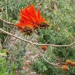 Erythrina lysistemon Virág