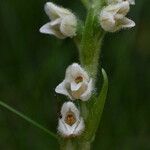 Goodyera repens Blüte