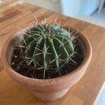 Echinopsis oxygona Hoja