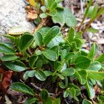 Salix retusa Leaf