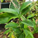 Hoya multiflora Habit