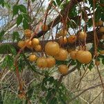 Melia azedarachFruit