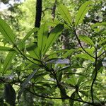Pouteria reticulata Листок