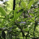 Pouteria reticulata Blatt