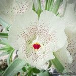 Mohavea confertiflora Flor
