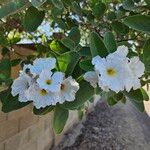 Cordia boissieriBlodyn