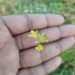 Rhamphospermum nigrum Flower