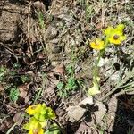 Ophrys luteaBlomst