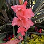 Gladiolus communis Flor