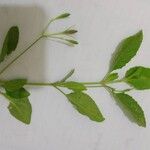Ruellia tuberosa List