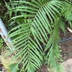 Blechnum orientale Leaf