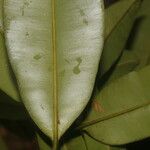 Calophyllum brasiliense Blatt