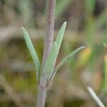 Linaria simplex ഇല