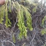 Plocama pendula Leaf