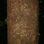 Abarema jupunba Ŝelo