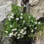 Asperula hirta Habit