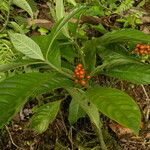 Psychotria racemosa Ffrwyth