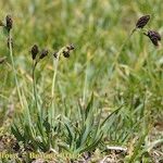 Carex atrofusca Habit