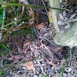 Phymatosorus scolopendria Other