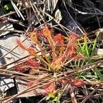 Drosera intermedia Lapas