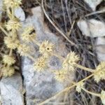 Sideritis hirsuta Fruit