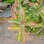 Kalanchoe longiflora Blad