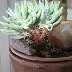 Dudleya edulis Yaprak