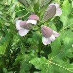 Acanthus mollisCvet