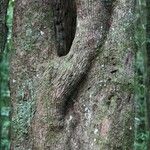 Sideroxylon borbonicum Kabuk