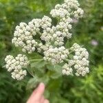 Parthenium integrifolium Kukka