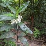 Calanthe triplicata кора