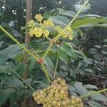 Leea guineensis Квітка