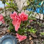 Rhododendron simsiiFlower