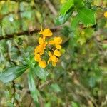 Berberis darwinii Цвят