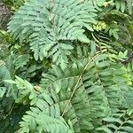 Osmunda regalis Blad