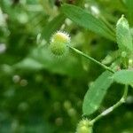 Galium aparine Ffrwyth