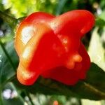 Capsicum baccatum Fruit