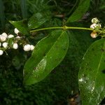 Chiococca alba 果実