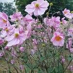 Anemone x hybrida 花