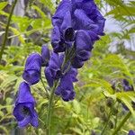 Aconitum variegatumKvet