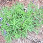 Lupinus arcticus 花