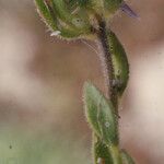 Linaria arenaria Habitus