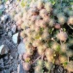 Trifolium cherleri Kukka
