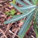 Euphorbia lathyris Blatt