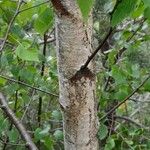 Betula pubescens Bark