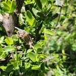 Pyrostria phyllanthoidea Blatt