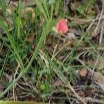 Lathyrus sphaericus Flor