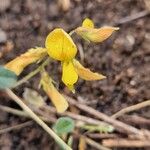Rhynchosia minima Квітка