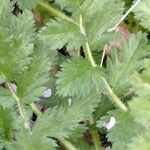 Erodium acaule Hoja