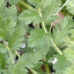 Erodium acaule Leaf